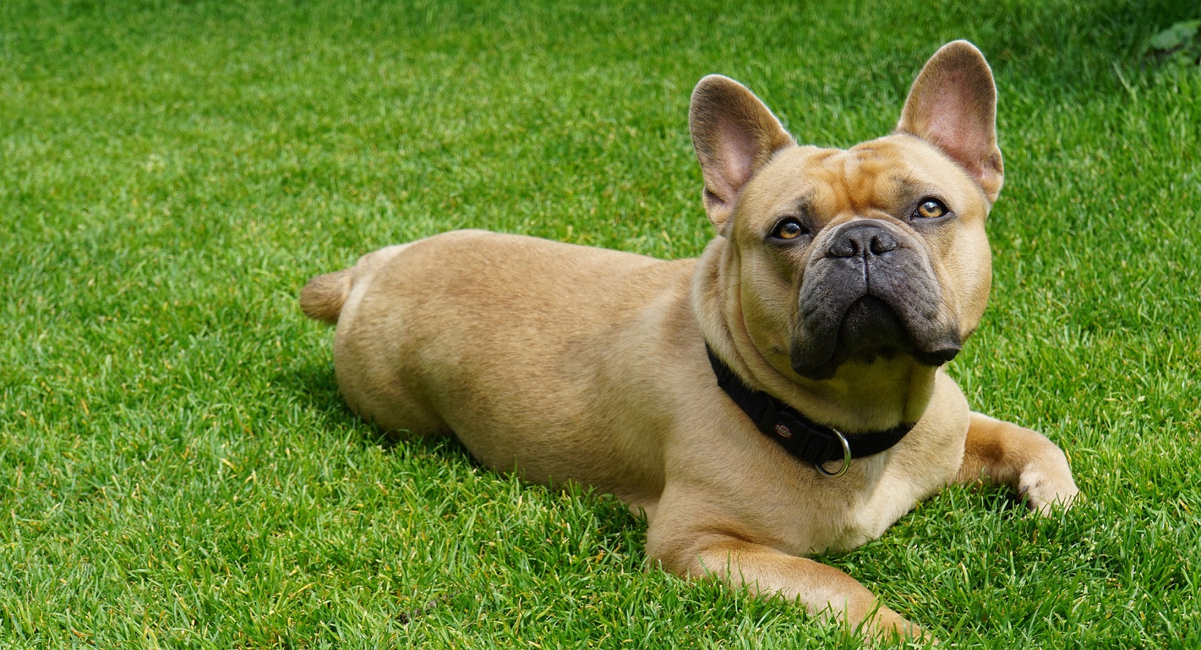 french bulldog 1700