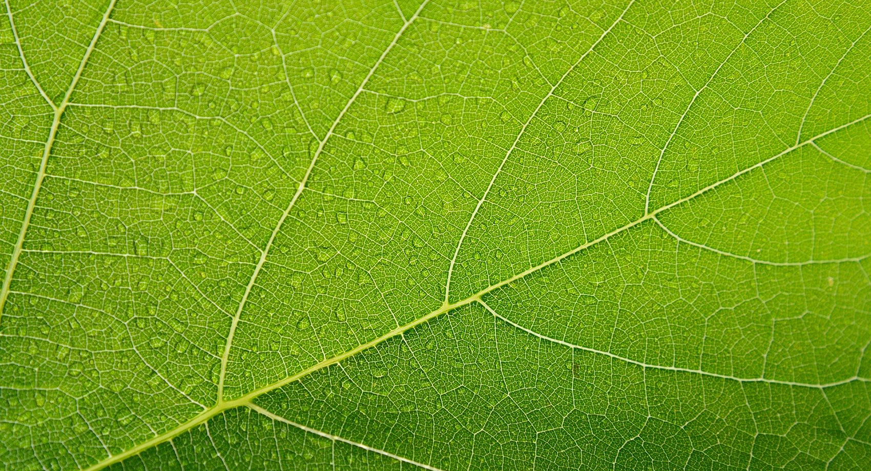 green leaf