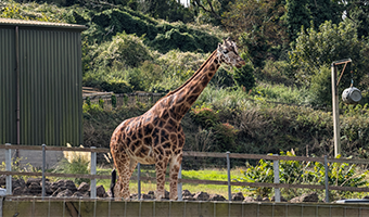 Paignton Zoo & Newquay Zoo
