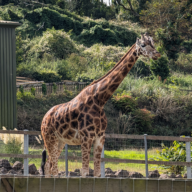 Paignton Zoo & Newquay Zoo